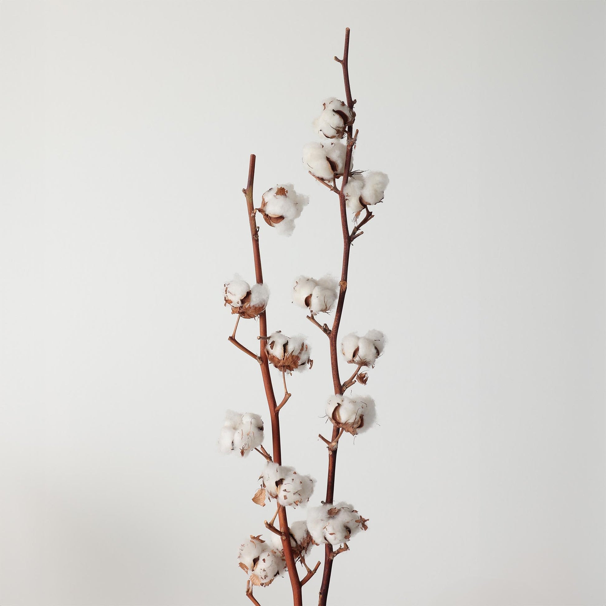 Cotonella, Midi Donna in Morbido Cotone bielastico e Finiture Invisibili - Confezione da 3 Pezzi - Art. 3488K3 - Home Shopping Italia 